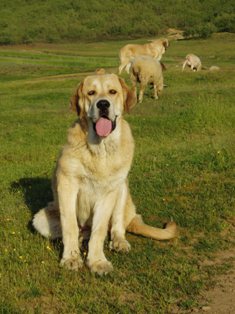 Trajano de Los Zumbos - 4 meses
Keywords: flock puppy cachorro majada zumbos