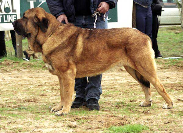 Trasno do Val do Rosal, Exc. 5 - Intermediate Class Males - XXI Monográfica AEPME 2001
Fiel de los Zumbos X Laia del Corisco
Born: 22.02.2000
Breeder & owner: Carlos Otero Fernández
Keywords: 2001