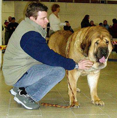 DOMENICO BEARK CERNÝ LEVHART - Exc.2, res.CAC - International show Trencín, Slovakia 28.01.2007
(Arak z Kraje Sokolu x Belize Cerný Levhart) 
Keywords: 2007