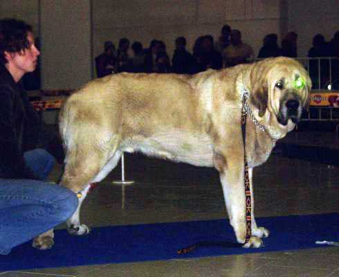 SANSON DEL DHARMAPURI - Exc.1, CAC, res.CACIB - International show Trencín, Slovakia 28.01.2007
(Rubi de Montes del Pardo x Fani de Fuente Mimbre) 
Keywords: 2007 fresu