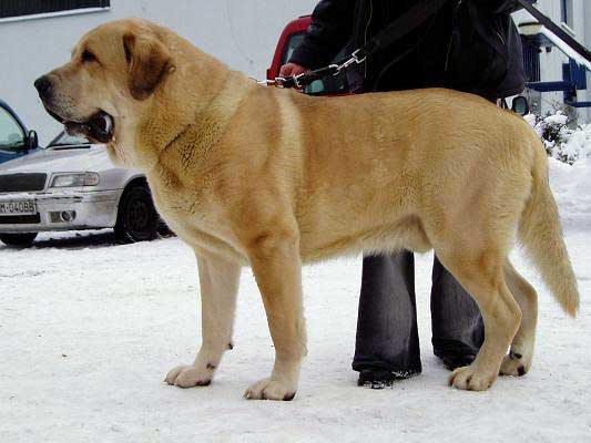 SULTAN - Exc.1, CAC, CACIB, BOB - International show Trencín, Slovakia 28.01.2007
(Ordoño x Princes de Vega de Albares) 
Keywords: 2007 sokol