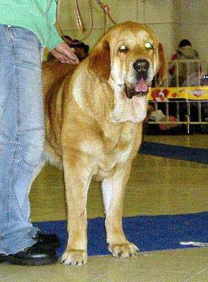 HISTORIA TORNADO ERBEN - Exc.1, CAC, res.CACIB - International show Trencín, Slovakia 28.01.2007
(Druso de la Aljabara x Cassandra Tornado Erben) 
Keywords: 2007 tornado