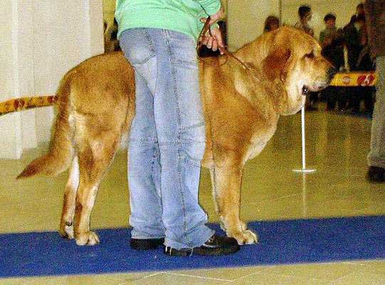 HISTORIA TORNADO ERBEN - Exc.1, CAC, res.CACIB - International show Trencín, Slovakia 28.01.2007
(Druso de la Aljabara x Cassandra Tornado Erben) 
Keywords: 2007 confundo