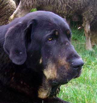 Trota de Abelgas
(Teleno de los Zumbos X Karima de Abelgas) 
Nacida: 18.11.2002 

Keywords: abelgas head portrait cabeza