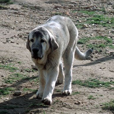 Truco de Ablanera
Ch. Cañon de Fuente Mimbre x Nena de Ablanera  

Keywords: puppyspain puppy cachorro