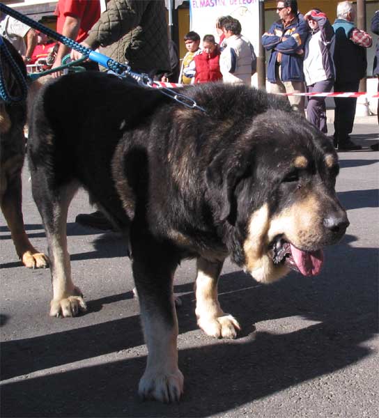 Truman II de Cueto Negro - Open Class Males - Mansilla de las Mulas, Leon, 07.11. 2004
(Ch. Truman x Triana III de Babia)
Breeder & owner: Agustín Fernández  

Keywords: 2004 cuetonegro