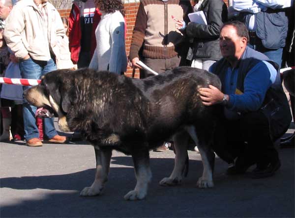 Truman II de Cueto Negro - Open Class Males - Mansilla de las Mulas, Leon, 07.11. 2004
Ch. Truman x Triana III de Babia) 
Born: 05-07-2001 
Breeder & owner: Agustín Fernández  

Keywords: 2004 cuetonegro