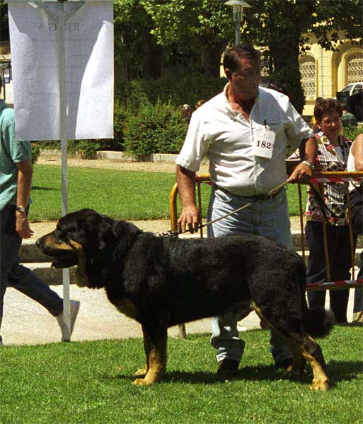 Truman - Open Class Males, Especial Razas Españolas, El Escorial, Madrid, 19.07.1998  
(Ch. Tigre x Nuca)
Born: 28.04.1993
Breeder: Luis Fernández Rabanal 
Owner: Agustín Fernández Díez
 

Kľúčové slová: 1998 cuetonegro