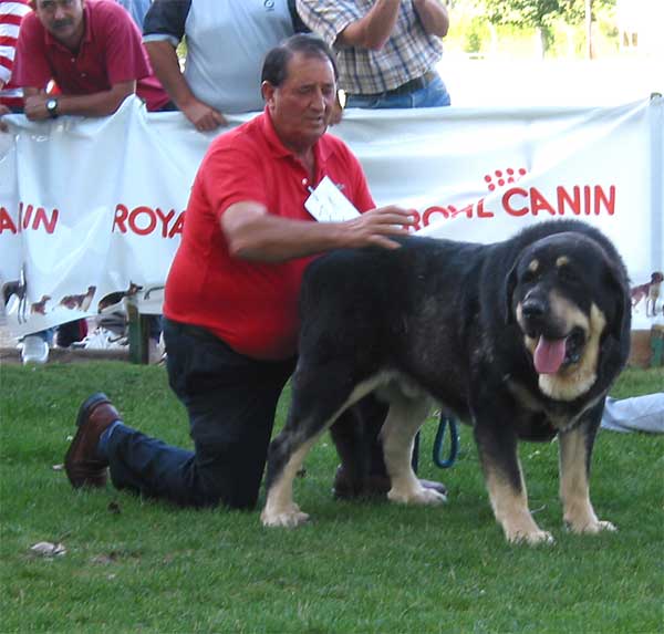 Truman II de Cueto Negro - Open Class Males - AEPME Monográfica, Valencia de Don Juan, León, 18.09.2004
(Ch. Truman x Triana III de Babia)
Breeder & owner: Agustín Fernández  

Keywords: 2004 cuetonegro