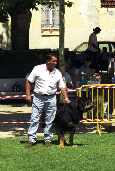 Truman - Open Class Males, Especial Razas Españolas, El Escorial, Madrid, 19.07.1998  
(Ch. Tigre x Nuca) Born: 28.04.1993
Breeder: Luis Rabanal 
Owner: Agustín Fernández Díez 
 

Keywords: 1998 cuetonegro