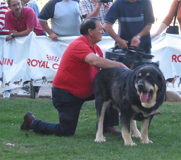 Truman II de Cueto Negro - Open Class Males - AEPME Monográfica, Valencia de Don Juan, León, 18.09.2004
(Ch. Truman x Triana III de Babia)
Breeder & owner: Agustín Fernández  

Keywords: 2004 cuetonegro