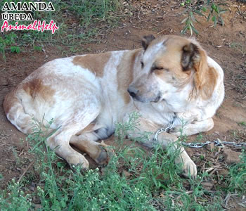 Adoption - AMANDA (Jaén)
Más fotos: [url=http://www.animalhelp.es/elmastin.htm] Animalhelp [/url]
5 años grandota y buenaza, siempre estuvo en la calle, pariendo constantemente...
Es una perrita cruzada de mastín. Es muy grande, y todo lo que tiene de grande lo tiene de buena. Ha estado mucho tiempo en la calle, pariendo constantemente y malviviendo de lo que ha podido. Tiene unos cinco años. Es tranquila, sociable con otros perros, muy dócil.

Contacto: Mercedes Higuera Herrera
hhmercedes@gmail.com - Tlf. 660 289 716

Keywords: animalhelp