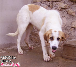 Adoption - Cecilia (Jaén)
Más fotos: [url=http://www.animalhelp.es/elmastin.htm] Animalhelp [/url]
ÚBEDA, JAEN: * CECILIA * menos de 1 añito, es un pedacito de pan...
CECILIA a pesar de su tamaño es casi una cachorrita. Tendrá un año aprox., puede que menos. Esta preciosa cruce de Mastín es un pedazo de pan, cariñosa, tranquila, sumisa…
Se lleva estupendamente con niños y con otros animales. 

Contacto: Mercedes Higuera Herrera
hhmercedes@gmail.com - 660 289 716

Keywords: animalhelp