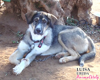 Adoption - LUISA (Jaén)
Más fotos: [url=http://www.animalhelp.es/elmastin.htm] Animalhelp [/url]
ÚBEDA: * LUISA * 1 año y medio, alegre, sociable, maravillosa...
A esta perrita la atropellaron en una carretera cercana. Le hicieron una herida profunda en una pata de la que está ya casi recuperada. Tiene una vieja fractura en la otra pata delantera que ya se le ha soldado, puede correr perfectamente pero se le nota la mano un poquito torcida. Por lo demás, es maravillosa. Es una perrita de año y medio aproximadamente, alegre, cariñosa, grandota, muy sociable con otros perros.

Contacto: Mercedes Higuera Herrera
hhmercedes@gmail.com - Tlf. 660 289 716

Keywords: animalhelp