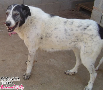 Adoption - SORAYA (Jaén)
Más fotos: [url=http://www.animalhelp.es/elmastin.htm] Animalhelp [/url]
Abandonada por viejita. Tranquila, obediente, callada y resignada...
Es una perrita cruzada con mastín. La han abandonada por vieja, tendrá unos diez años, la dejaron en la puerta de nuestro albergue, y allí se quedó hasta que llegamos. Es tranquila, obediente y callada. Cariñosa y noble.

Contacto: hhmercedes2001@mixmail.com - Tlf. 660 289 716

Keywords: animalhelp