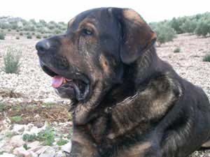 Ulises
(Teleno de los Zumbos x Karima) 
Born: 18.11.2002 
 

Keywords: head portrait cabeza