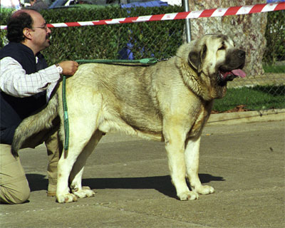 Ulises de Ablanera - Mansilla de las Mulas, León, 08.11.1999
(Ch. Nalón de Ablanera x Duna de Isla Perdida)
Breeder: Angel Fernández
Owner: Francisco Torrijos

 

Keywords: 1999 fuentemimbre