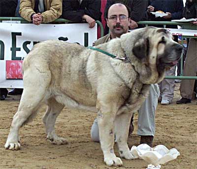 Ch. Ulises de Ablanera - Excellent 1º CAC, Rappel CAC, BIS (Champion Class Males) - Monográfica AEPME, Viana de Cega, Valladolid, 20.10.2002
(Ch. Nalón de Ablanera x Duna de Isla Perdida) 
Breeder: Angel Fernández
Owner: Francisco Torrijos  
 

Keywords: 2002 fuentemimbre