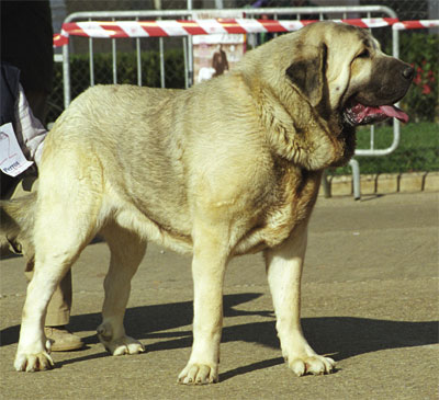 Ulises de Ablanera - Mansilla de las Mulas, León, 08.11.1999
Ch Nalón de Ablanera x Duna de Isla Perdida)
Breeder: Angel Fernández
Owner: Francisco Torrijos
  

Keywords: 1999 fuentemimbre