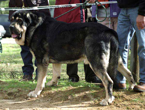 Ulises de Babia - Exc. 1, CAC - Open Class Males - XXI Monográfica AEPME 2001
(Ch. Truman x Brenda de Babia)
Born: 30.01.1998
Breeder & owner: Pedro Alvarez Barriada  



Keywords: 2001 babia