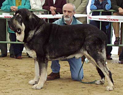 Ch. Ulises de Babia - Exc. 3º (Champion Class Males) - Monográfica AEPME, Viana de Cega, Valladolid, 20.10.2002
(Ch. Truman x Brenda de Babia) 
Breeder & owner: Pedro Álvarez. 
 

Keywords: 2002 babia