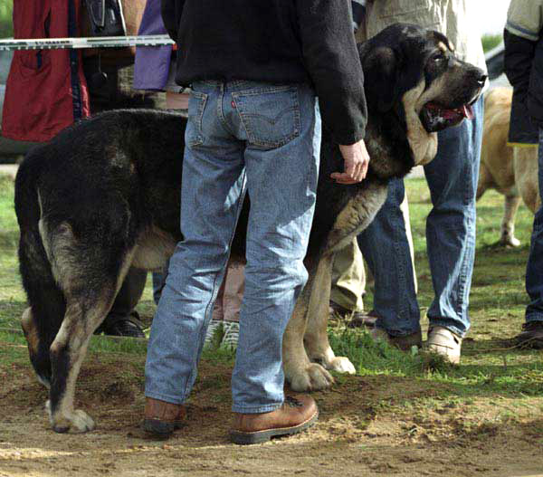 Ulises de Babia - Exc. 1, CAC - Open Class Males - XXI Monográfica AEPME 2001
(Ch. Truman x Brenda de Babia)
Born: 30.01.1998
Breeder & owner: Pedro Alvarez Barriada  

  


Keywords: 2001 babia