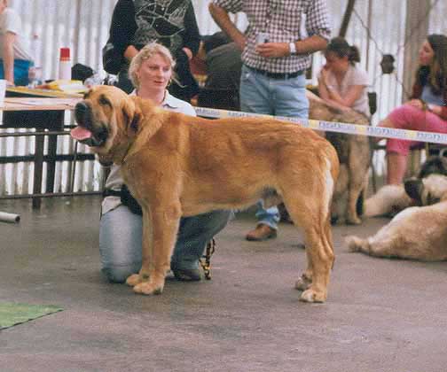 UNIQUE DU DOMAINE DU RUNNEVAL - Exc.1, CAC, CACIB, BOB - International Dog Show, Bratislava - Slovakia - 20-08-2005
(Rosco du Moulin de Caveaumont x Vali du Brou Gentissart)  

Keywords: 2005 mastibe