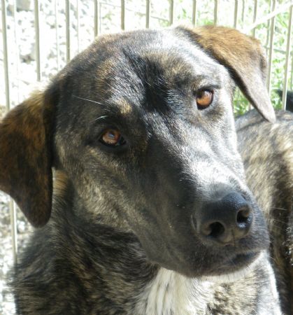 Adopcion - Usan 2012
Ya ha surido bastante 
Raza: Cruce Mastín
Edad: 02-04-10
Sexo: Hembra
E-mail: ayuda@protectorahuellas.org

Usan no ha tenido mucha suerte en su vida, es solo una cachorrota que ya ha pasado por un abandono y un atropello.
Dejada solita en un polígono industrial esta simpática perra logró apañárselas para sobrevivir durante semanas comiendo de la basura y de lo que la gente la daba.
Pero la mala suerte quiso poner otra prueba y Usan fue atropellada, por suerte para ella el conductor no solo paró sino que se preocupó por ella cuidándola y avisándonos
Fue una operación complicada pero Usan es muy fuerte y ya se ha recuperado completamente, de aquellos días solo queda el rastro de una pequeña cojera que poco a poco y con rehabilitación va disminuyendo.
Es una perrita alocada y simpática que se ha ganado el cariño de grandes y pequeños y no solo entre humanos sino también entre los cachorritos del refugio a los que ha adoptado como "tía" y a los que cuida y juega cada día.
Los niños que vienen la adoran porque es la perfecta compañera de juegos y mimos, lo que más la gusta es dar besos en la cara y apoyar la cabeza en el regazo de alguien que la de mimitos, quieres ser tu?

Más fotos: http://adopciones.protectorahuellas.org/perro.asp?ID=2132
Keywords: 2012 Huellas