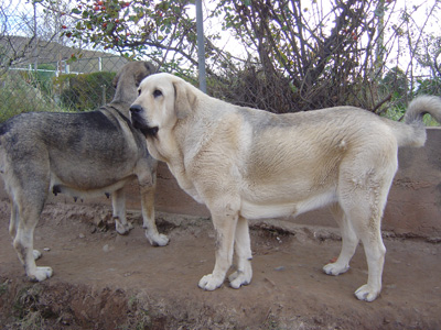 Uva de Valdejera
(Chelo de Valdejera x Nati de Valdejera)
Born: 09.09.2004
