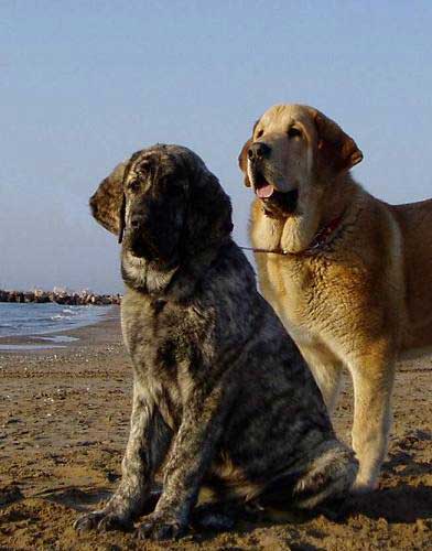 Eleonore Lu Dareva & Jorgito Tornado Erben  in Spain March 2007
Keywords: tornado