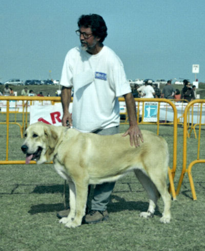 Mastín Español Specialty Show (AEPME) Valencia 04.11.2001
Keywords: 2001