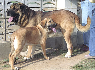 Mastín Español Specialty Show (AEPME) Valencia 04.11.2001
Keywords: 2001