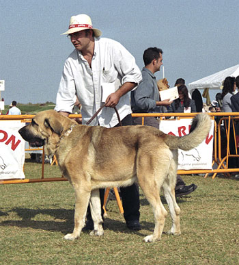 Mastín Español Specialty Show (AEPME) Valencia 04.11.2001
Keywords: 2001