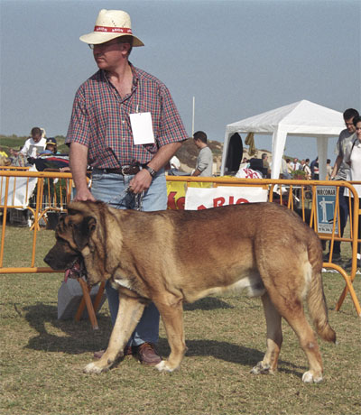 Mastín Español Specialty Show (AEPME) Valencia 04.11.2001
Keywords: 2001