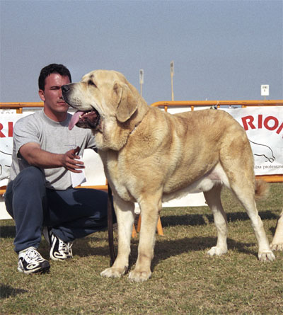 Merlín - Mastín Español Specialty Show (AEPME) Valencia 04.11.2001
(Trabuco de Trashumancia x Cucarache de Jusiante)
Born: 28.02.2000


Keywords: 2001 agostadero