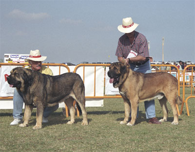 Mastín Español Specialty Show (AEPME) Valencia 04.11.2001
Keywords: 2001