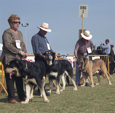 Mastín Español Specialty Show (AEPME) Valencia 04.11.2001
Keywords: 2001