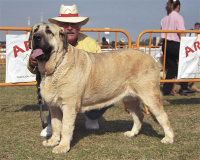 Luna de Laciana - Mastín Español Specialty Show (AEPME) Valencia 04.11.2001
(Tonio de Montes del Pardo x Aldea de Laciana)
Born: 15.04.1999 


Keywords: 2001 pardo