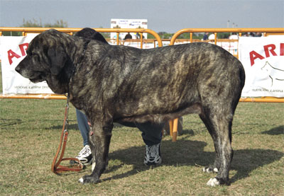 Cucaracha de Jusiante - Mastín Español Specialty Show (AEPME) Valencia 04.11.2001
(Cronos x Lara de los Mesones)
Born: 07.10.1996


Keywords: 2001 agostadero