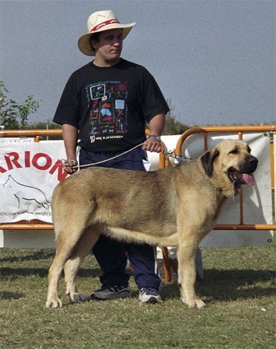 Mastín Español Specialty Show (AEPME) Valencia 04.11.2001
Keywords: 2001