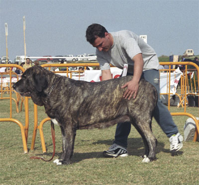 Cucaracha de Jusiante - Mastín Español Specialty Show (AEPME) Valencia 04.11.2001
(Cronos x Lara de los Mesones)
Born: 07.10.1996


Keywords: 2001 agostadero