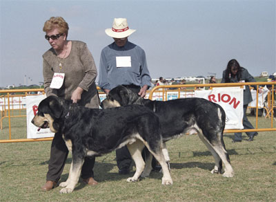 Mastín Español Specialty Show (AEPME) Valencia 04.11.2001
Keywords: 2001