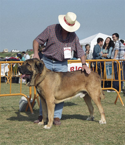 Parsifal - Mastín Español Specialty Show (AEPME) Valencia 04.11.2001
(Ibero del Coto de Vera x Carborera del Coto de Vera)
Born: 20.12.1999  


Keywords: 2001