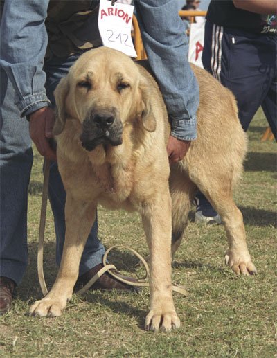 Hada de Jusiante - Mastín Español Specialty Show (AEPME) Valencia 04.11.2001
(Rombo de Jusiante x Curiosa de Jusiante)
Born: 26.06.1999


Keywords: 2001 jusiante