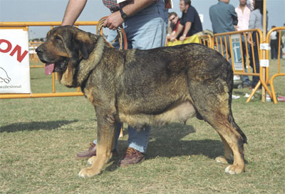 Turca - Mastín Español Specialty Show (AEPME) Valencia 04.11.2001
(Rebelde x Tata)
Born: 01.08.2000


Keywords: 2001