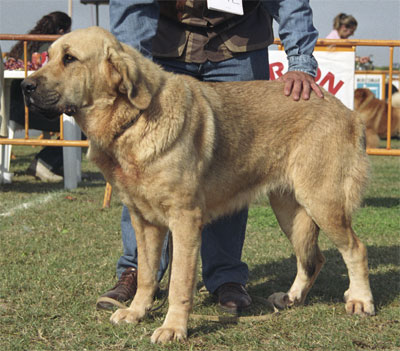 Mastín Español Specialty Show (AEPME) Valencia 04.11.2001
Keywords: 2001