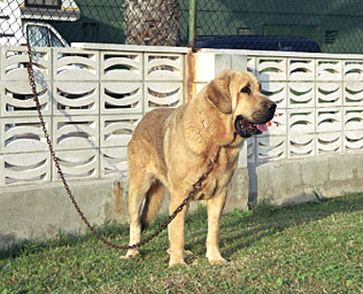 Hada de Jusiante - Mastín Español Specialty Show (AEPME) Valencia 04.11.2001
(Rombo de Jusiante x Curiosa de Jusiante)
Born: 26.06.1999


Keywords: 2001 jusiante