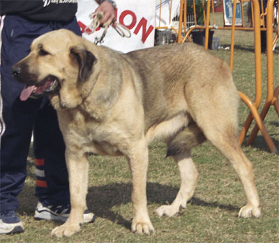 Mastín Español Specialty Show (AEPME) Valencia 04.11.2001
Keywords: 2001