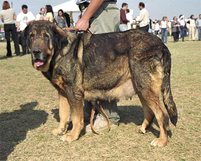 Mastín Español Specialty Show (AEPME) Valencia 04.11.2001
Keywords: 2001