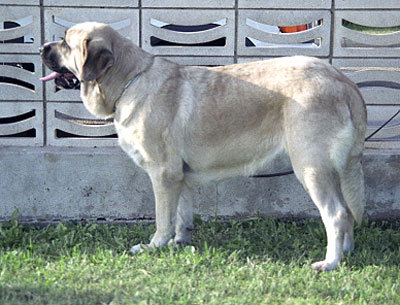 Mastín Español Specialty Show (AEPME) Valencia 04.11.2001
Keywords: 2001